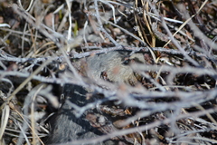 Dicrostonyx groenlandicus