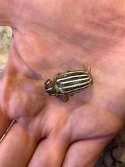 Polyphylla decemlineata