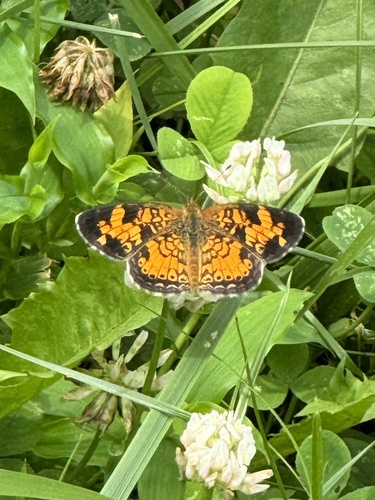 Pearl Crescent photographed in Kentucky