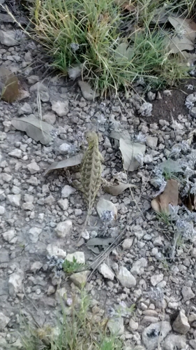 Holbrookia lacerata