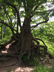 Tilia americana americana