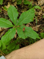 Leiobunum ventricosum