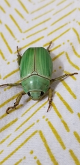 Chrysina gloriosa