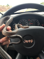 Pantherophis bairdi