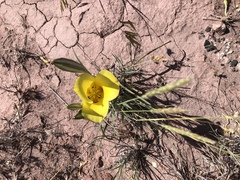 Calochortus aureus