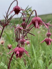 Geum triflorum