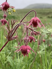 Geum triflorum