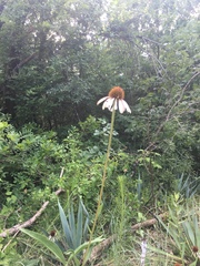 Echinacea atrorubens