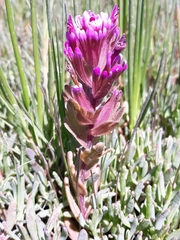Castilleja ambigua humboldtiensis