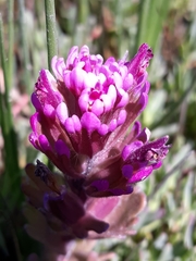 Castilleja ambigua humboldtiensis