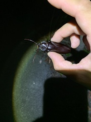 Stenodontes chevrolati