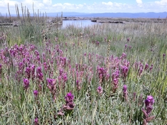 Castilleja ambigua humboldtiensis