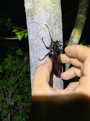 Stenodontes chevrolati