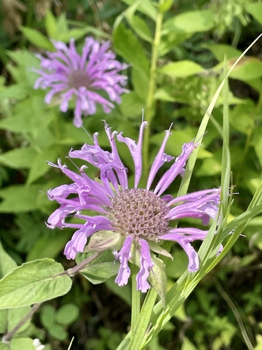 wild bergamot