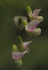 Lathyrus palustris