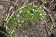 Cherleria biflora