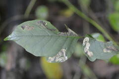 Cameraria guttifinitella