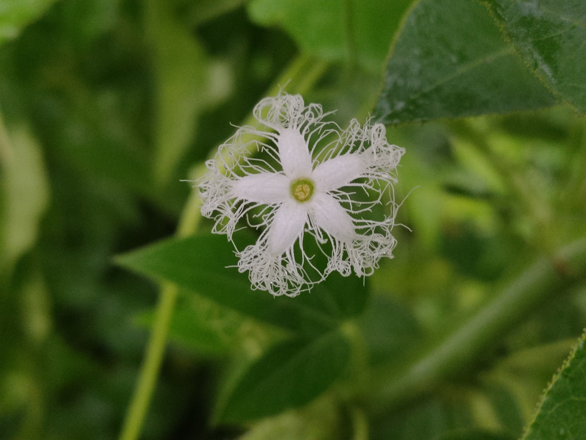 Imagem de Trichosanthes dioica