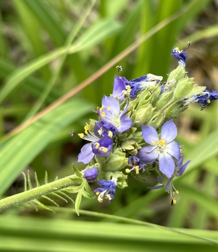 Image of Polemonium occidentale by (c) Barbara Banfield, some rights reserved (CC BY)