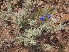 Salvia chamaedryoides
