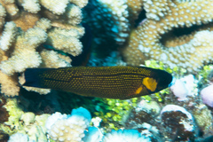 Polynesian Wrasse photo 1