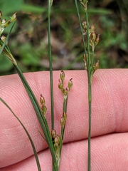 Juncus gerardi