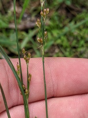 Juncus gerardi