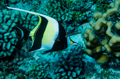 Moorish Idol