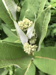 Asclepias syriaca
