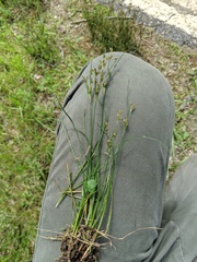 Juncus gerardi