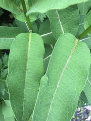 Asclepias syriaca