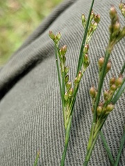 Juncus gerardi