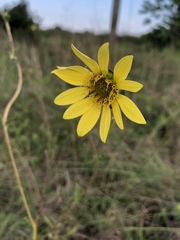 Silphium gracile