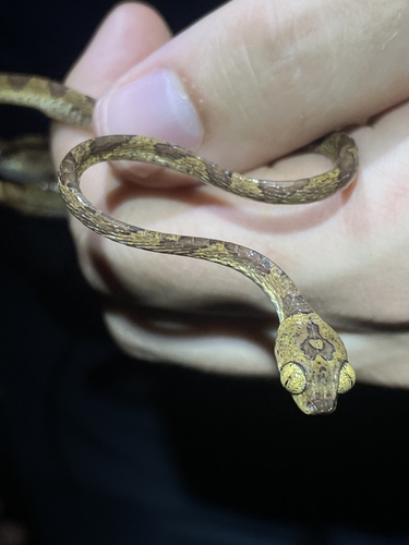Amazon Basin Tree Snake