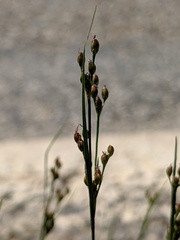 Juncus gerardi