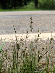 Juncus gerardi