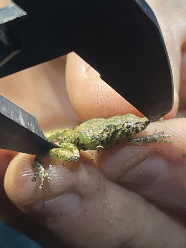 Henle's Snouted Treefrog, Scinax pedromedinae