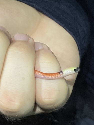 Black-collared Snake