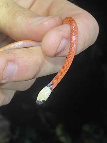 Black-collared Snake