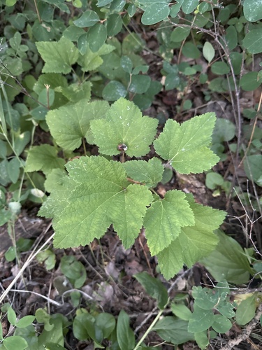 Red currant (Ribes triste)