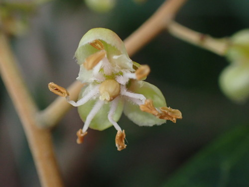 Cupaniopsis anacardioides