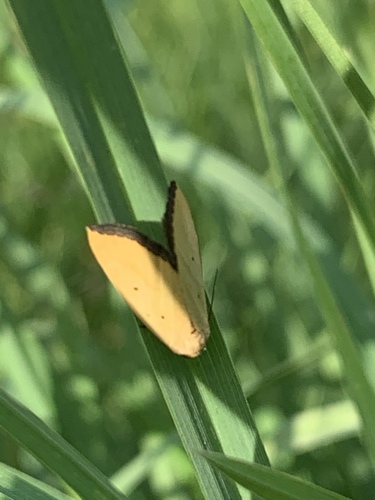 Black-bordered Lemon Moth photo 5