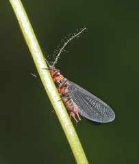 Drosicha corpulenta