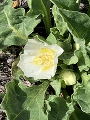 Calystegia subacaulis