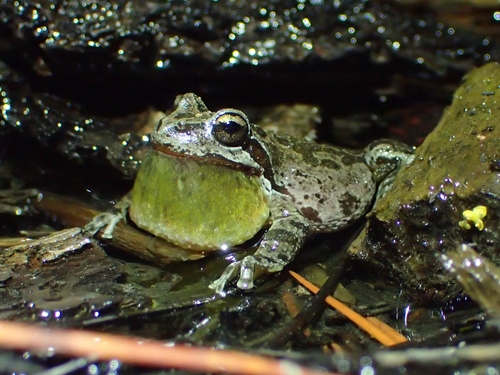 iNaturalist observation photo of Pacific chorus frog