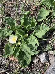 Calystegia subacaulis