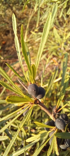 Image of Rhamnus erythroxyloides by (c) Гущина Ангелина Викторовна, some rights reserved (CC BY)
