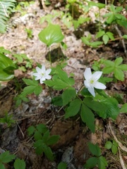 Anemonoides quinquefolia