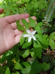 Anemonoides quinquefolia