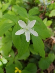 Anemonoides quinquefolia